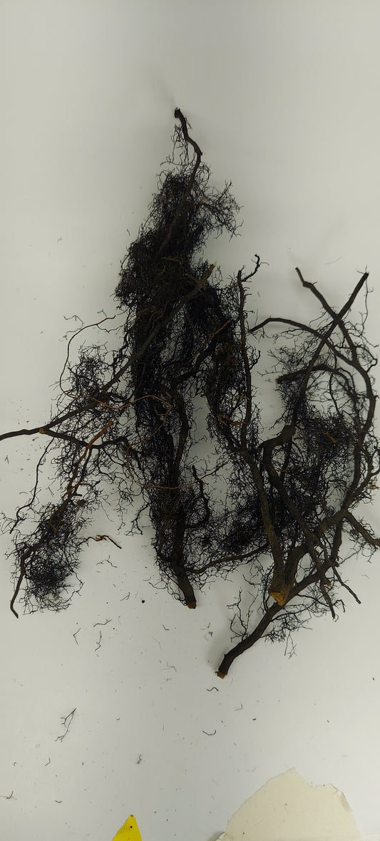 Preserved Root