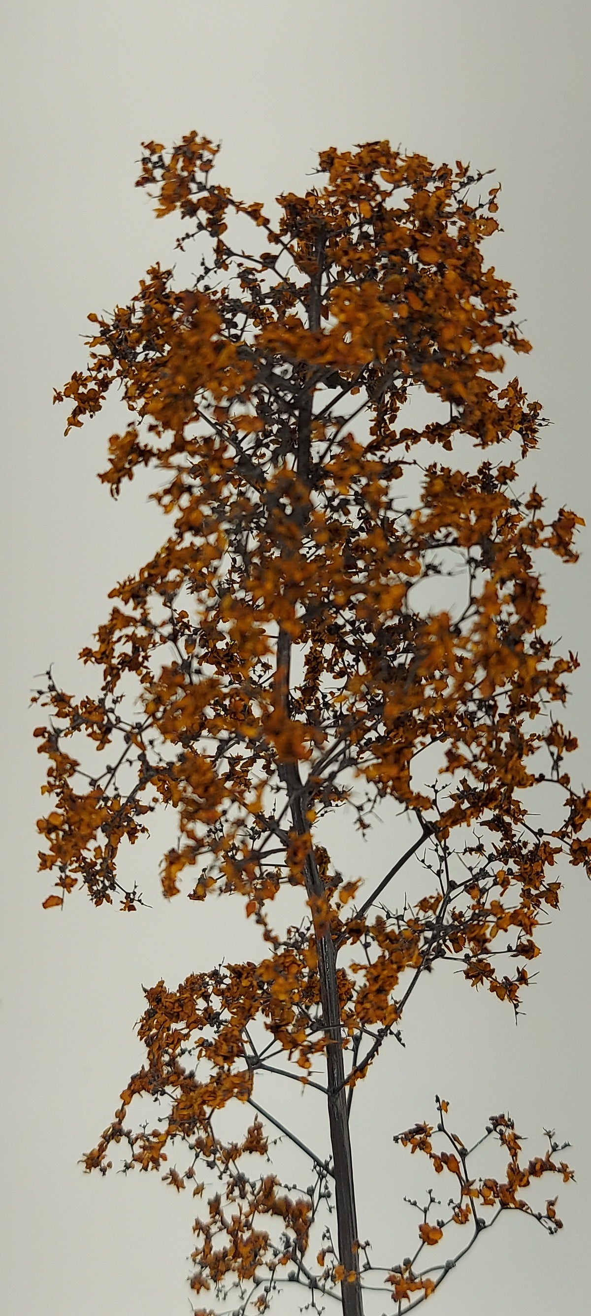 Sapling 6"-7" [Autumn Bronz]